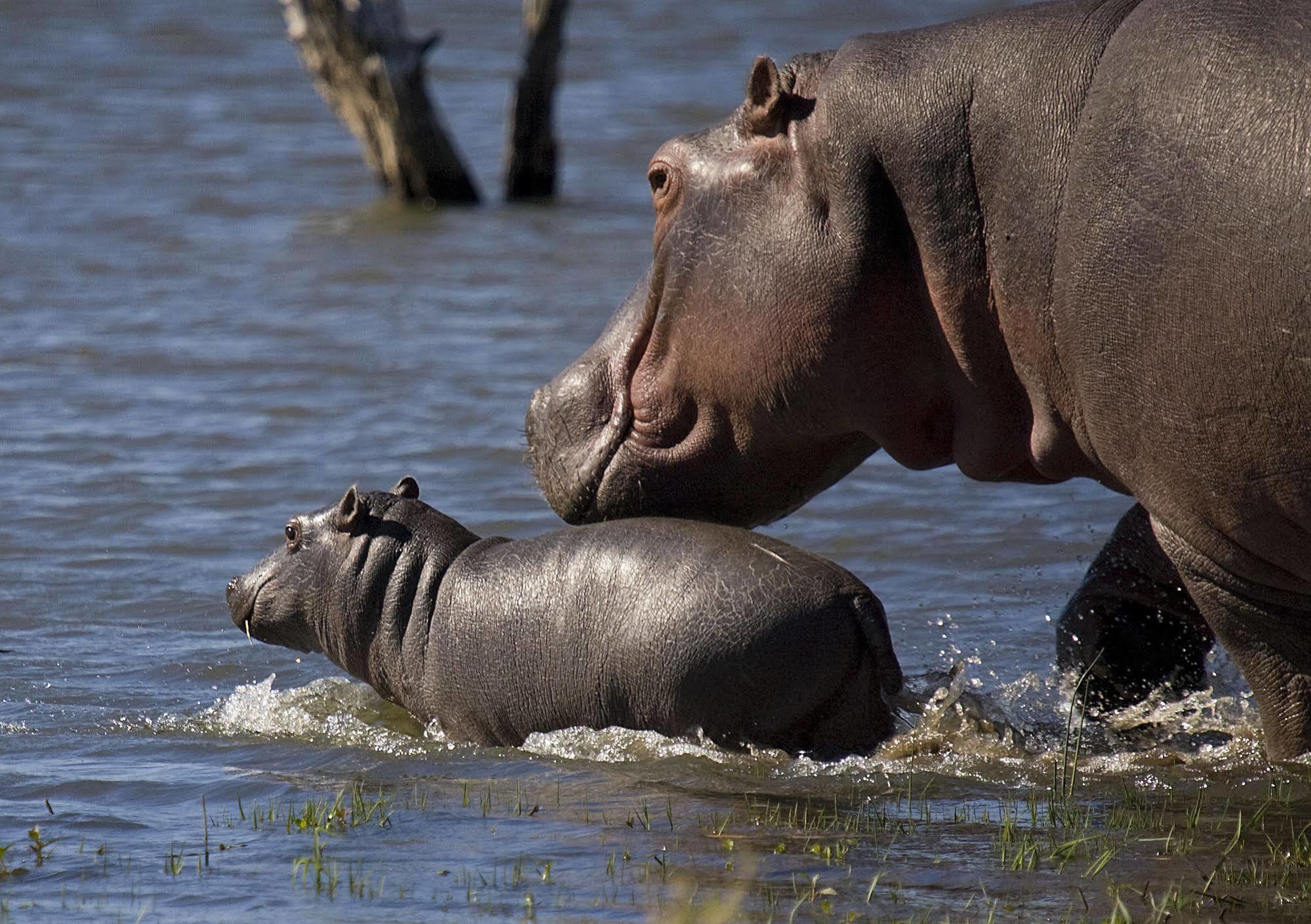 Mjejane River Lodge Marloth Park Ngoại thất bức ảnh